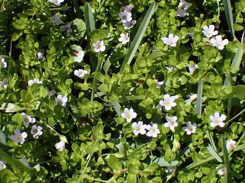 Bacopa