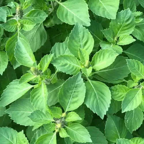 Holy Basil